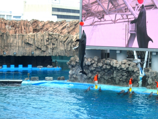 名古屋港水族館の見どころ完全ガイド おすすめ展示を網羅しよう ちりっく