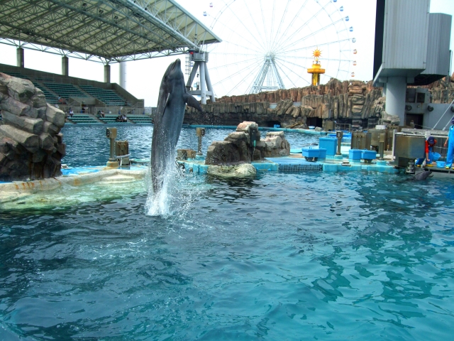 名古屋港水族館の見どころ完全ガイド おすすめ展示を網羅しよう ちりっく