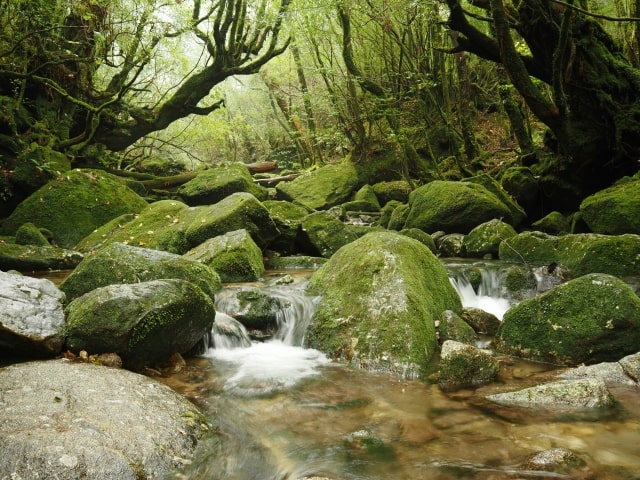 自然豊かな屋久島の景色